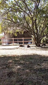 L'ADOPTION DE RÉNO RACONTÉE PAR SON NOUVEAU MAÎTRE. Cette super vidéo a été entièrement réalisée par Ruben, le fils de David et Virginie et le frère d'Andreas. Venus du Jura, ils ont passé 2 jours à la Maison des Beagles Libres 🏡 et ont choisi Réno, libéré il y a une semaine de 3 ans de vie passés dans une cage au service de l'expérimentation animale. Voilà donc, du point de vue de l'adoptant, comment se passe une immersion chez BoB. C'est tout nous, c'est tout BoB. Merci Ruben de l'avoir si bi