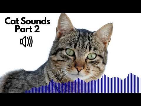 Cat Sound Effects (Meow) Part 2 | No Copyright | Free
