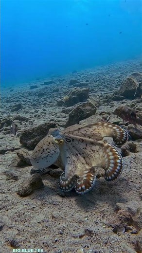 The Day Octopus!!!