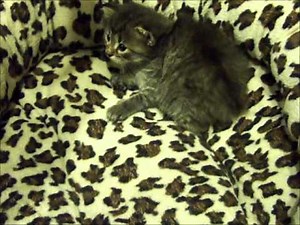 American Bobtail Kittens for sale