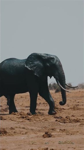 Peaceful Elephant Walk in the Wild | #elephant #animals #wildlife #nature
