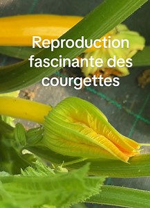 325K views · 2.7K reactions | La reproduction fascinante des courgettes ? Tu le savais ? On mange les fleurs mâles et on laisse tranquille les fleurs femelles … c’est la règle dans le monde des courgettes  #courgettes #courgette #fleurdecourgette #potager #jardin #carolinemunoz | Caroline Munoz | Facebook