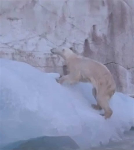 Save Polar Bears: A Call to Action Against Global Warming