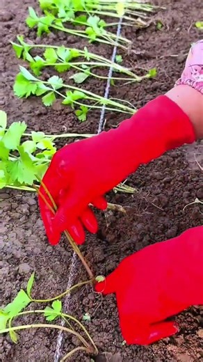 techniques for planting small trees easily and quickly