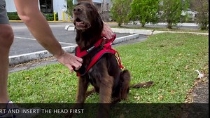 Neewa Adjustable Sled Pro Harness - Small, Red, Great for Dog Joring