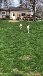 All the spring break dogs having fun together! | K9 KINDERGARTEN