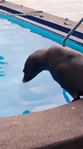 This sea lion thinks she owns the place, lounging by the pool like a tray VIP #sealion #sealions #animals
