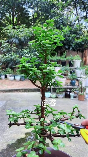 Jade Plant Bonsai Pruning & Shaping 🌿✂️ #Shorts part 2181