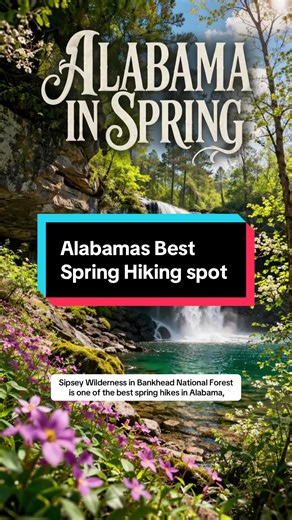 Sipsey Wilderness in Bankhead National Forest is one of the best spring hikes in Alabama, known for its massive cliffs, hidden waterfalls, and vibrant wildflowers. This Alabama hiking trail transforms in spring, creating a lush, almost unreal landscape that feels completely different from what people expect. If you’re looking for the best places to hike in Alabama with waterfalls, scenery, and hidden gems, Sipsey Wilderness is a must-see. Alabama travel Sweet home Alabama Explore Alabama Hiking 