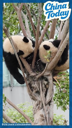 854K views · 3.7K reactions | When life gets non-stop, take a tip from the panda: Find a cozy branch, get comfortable, and let the world wait.  Which panda is your spirit animal today?  Share below!   Watch till the end for the ultimate relaxation champ! xhtxs.cn/8hA | China Xinhua News | Facebook