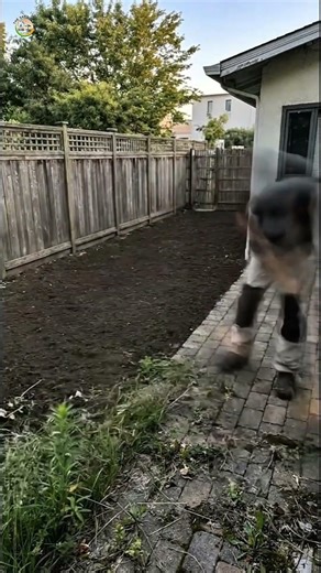 Small Backyard Stone Pathway Garden | Clean & Elegant Outdoor Design #gardendesign