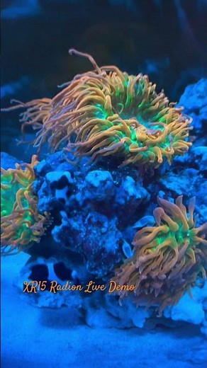 XR15 Radion Live Demo #saltwateraquarium #reeftank #aquarium #fishtank #tropicalfish #anemone