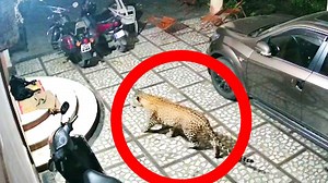 A CCTV footage that has recently gone viral, has captured the nerve-wracking moments before a leopard attacks an unsuspecting dog. | The Times of India