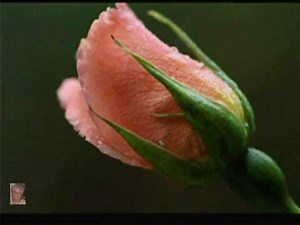 Születésnapi köszöntő pánsíppal, idézetekkel