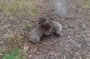 Two Koalas Have Been Caught On Camera In An Epic Wrestling Match