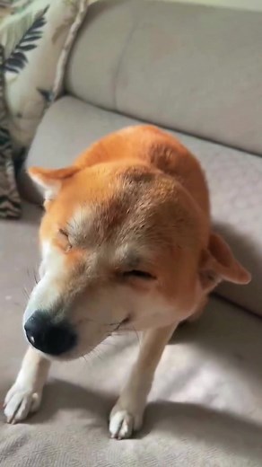 #fyp #foryou #tiktok #pet #dog #dogsoftiktok #funny #cute #smile