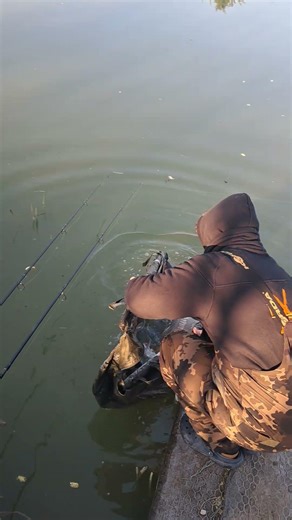lovely morning mirror released #carp#carpfishing#bigcarp#fishing#foryou#fyp#fish#lake#boilie#sun