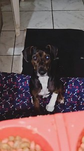 Demorou, mas estamos amigos. #dog #pet #pets #cachorro | Marcelo Ribeiro