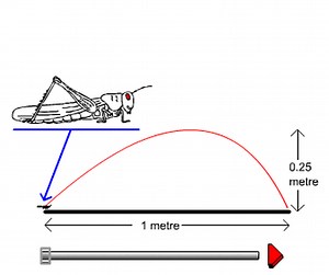 The Grasshopper Biology