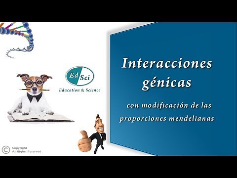 Interacciones génicas - Epistasis 🧬💯✅