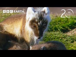 Unbelievable Animal Moments from Planet Earth | 20 Years of Planet Earth | BBC Earth