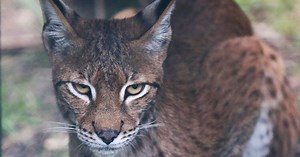 Big cat spotted jumping over five-foot high fence