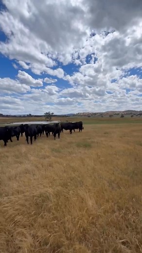 When white cars are the draw card for the 160 steers in this paddock. They usually mean barley and lucerne hay has arrived. Took a bit of hectic work to get them to walk away from the car and head in the direction we needed them to go. Send the dogs to the right, then to the left, then back to the right because the steers took any opportunity to come back to the car. ACD is Ivy Kelpie is Remi | Erudite Aust Cattle Dogs, Stock Horses and Kelpies