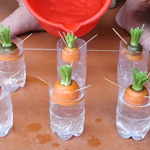876K views · 32K reactions | Recycle waste baskets to grow rose cabbage and carrots | Great DIY Idea | Facebook