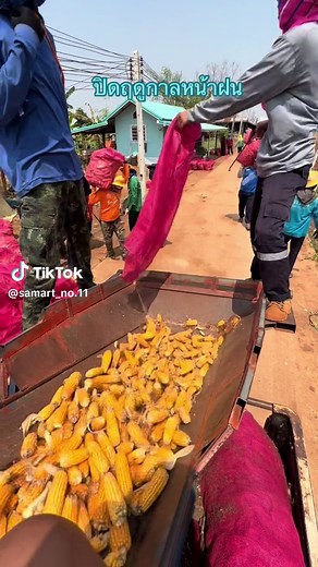 #ข้าวโพดซิ่ง🌽🌽 ปิดฤดูกาลหน้าฝนแล้ววัยรุ่นเมล็ดพันธุ์ ทีมงานสายแบก #ทีมงานคุณภาพ