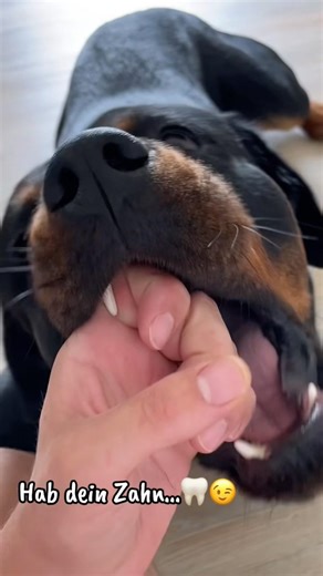 Rottweiler oder Robbe🦭? #rottweiler #viral #dogcommunity