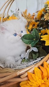 Did you know that Golden and Silverpoint Himalayans have the deepest blue eyes of all Himalayan varieties? Their eyes will always retain that stunningly vivid blue color.💙#persiancat #persiancatlovers #whitepersiancat #instacat #meowed #catsofinstagram #instacat #catsofig #persiancatsofinstagram #fluffycat #catlovers #miaow #cats_of_instagram #catstagramcat #catlife #dailymeow #petsofinstagram #gatos #kittycat #meow #catoftheday #kittenlovers #catsfunny #explore #explorepage #fyp #reels | Dollf