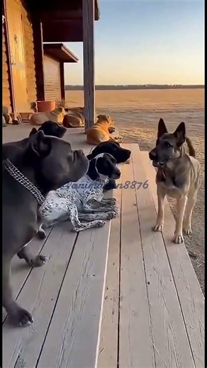 #Shorts #Viral #HeroDog #AnimalRescue #Wildlife #Loyalty #Nature #Trending