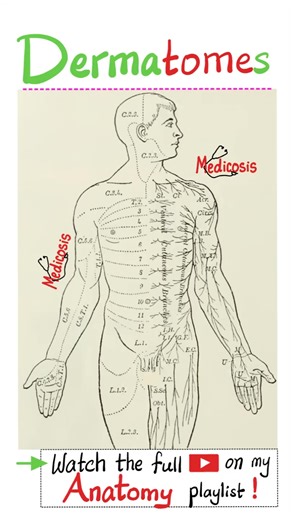 5.8K views · 87 reactions | Dermatomes and Myotomes - Anatomy...#anatomy #nurse #doctor #physiology #medical | Medicosis Perfectionalis | Facebook
