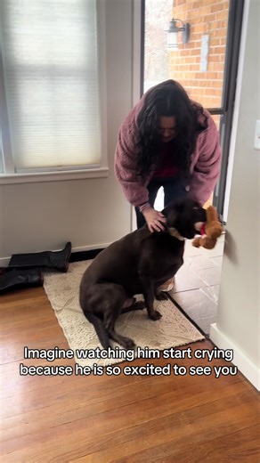 He doesn’t know how to act when his favorite people come over #labrador #chocolatelab #labradorretriever