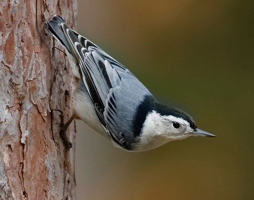 3 Types of Nuthatches in Washington state! (2026)