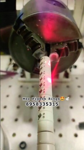 Pigeon Laser MSP Rings 🤩🔥🕊️#pigeon #pigeonrings