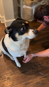 Does your pup hate being touched when they’re hurt? 🐾 Enter: Our Hot Spot & Wound Care Spray Gel. 🐾Easy, touch-free, and packed with natural healing power —your doggo can chill while their wound gets better! 💪✨ 📹: @dexter_and_yeti | Silver Honey