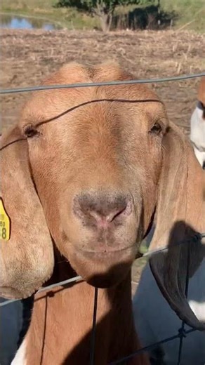 Goat Sounds #shorts #boergoats #meatgoats #goat #boer #ilovegoats #bakr #cabra #बकरी #goatsound