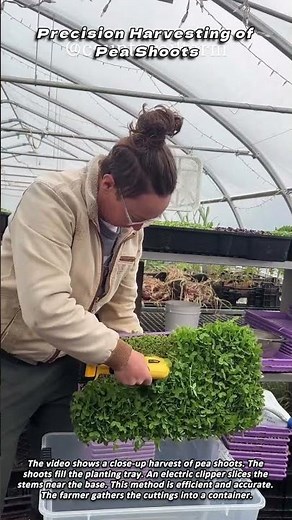 Precision Harvesting of Pea Shoots