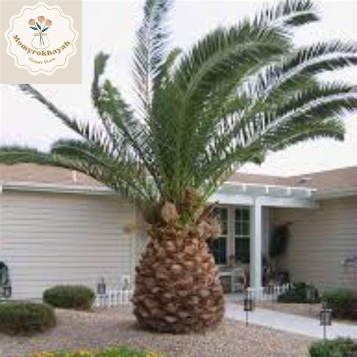 Canary Island Date Palm Seeds 10 Phoenix Canariensis Hardy Tropical Palm Tree Ornamental Indoor Outdoor - Etsy