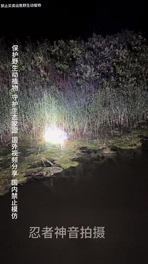 鱼塘来了好多白骨顶鸡#上热门上热门 #爱护野生动物 #保护野生动物 #感受大自然的魅力