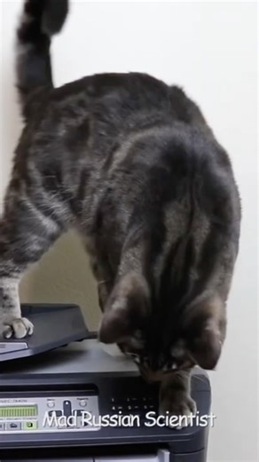 Benny Is Playing With Printer