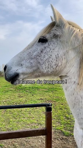 J’adore observer leur comportement en troupeau ♥️