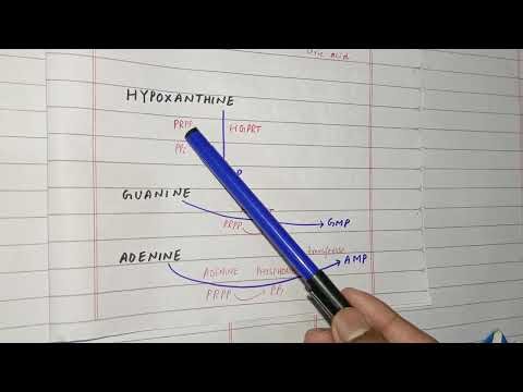 Purine Salvage Pathway| Lesch-Nyhan Syndrome |nucleotide metabolism| ch 22 Lippincott| HPRT Deficien