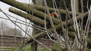 Red Panda exploring a platform, in an open air enclosure, in a zoo