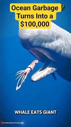 The $100,000 Lump of Whale Vomit on Your Beach. #documentary#usashorts#fyp