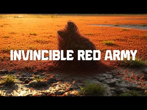 The Red Imported Fire Ant Colony: How a Super-Pest Empire Survives a Catastrophic Flood