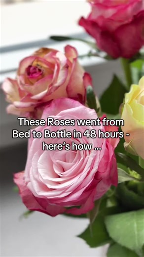 Part I: This rose went from bed → bottle in just 48 hours 🌸✨ There’s something magical about turning fresh petals into a natural, skin-friendly perfume — slow craft, pure ingredients, and the beauty of working with nature. If you love watching botanical alchemy come to life, you’re in the right place 🌿💫 Follow @PlenumRosae for more perfume craft, clean beauty, and scent stories. #perfumetok #naturalperfumery #botanicalbeauty #cleanbeauty #perfumery