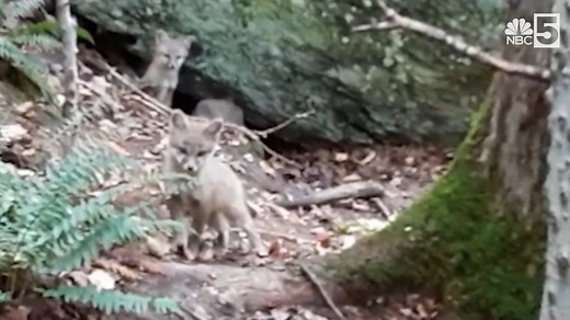 WOW! 🐺👀 These gray fox pups were spotted checking out the scenery in Vermont recently. | My NBC5