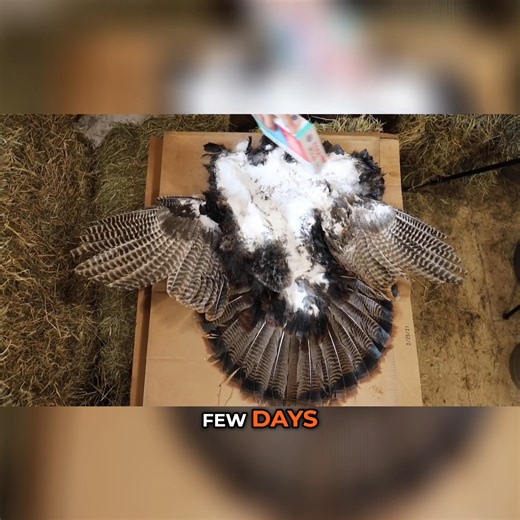 125K views · 1.6K reactions | A wild turkey's feathers rival nature's finest works of art. Typically, hunters save a gobbler's fan, beard, and spurs, but in this video I'll show you how to make a turkey cape mount. It will display all the beautiful parts of the turkey and look great on your wall. All you'll need is a gobbler, a sharp knife, some borax, and a bit of plywood. | MeatEater | Facebook